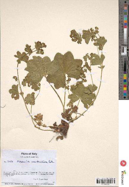 spécimen de Alchemilla xanthochlora