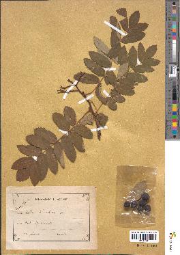 spécimen de Sorbus domestica