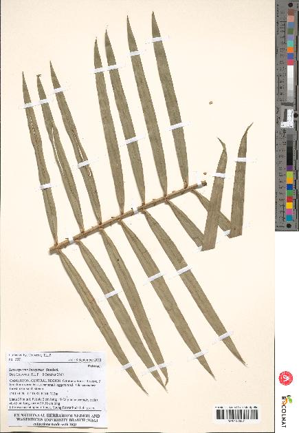 spécimen de Laccosperma korupense