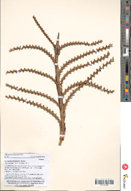 spécimen de Laccosperma korupense