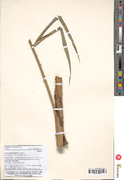 spécimen de Laccosperma korupense