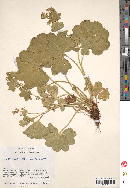 spécimen de Alchemilla crinita