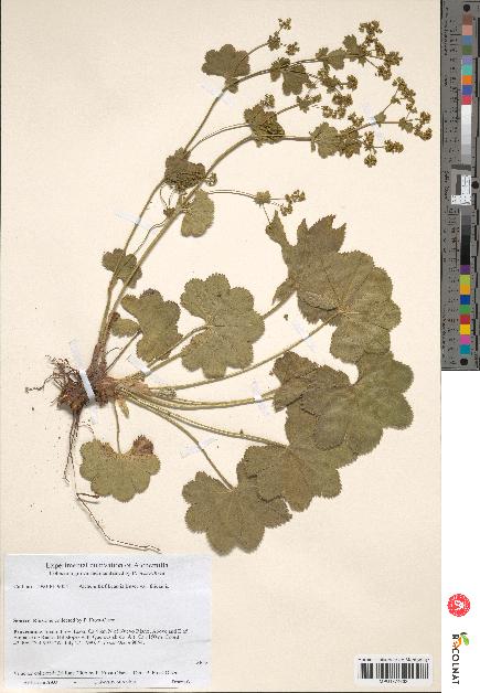 spécimen de Alchemilla filicaulis