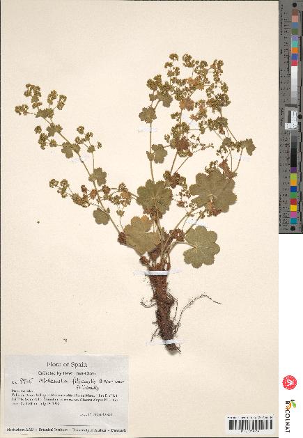 spécimen de Alchemilla filicaulis