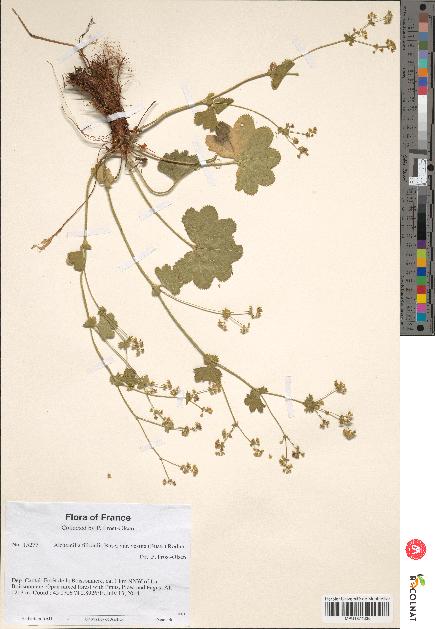 spécimen de Alchemilla filicaulis