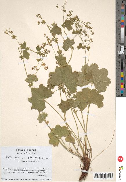 spécimen de Alchemilla filicaulis