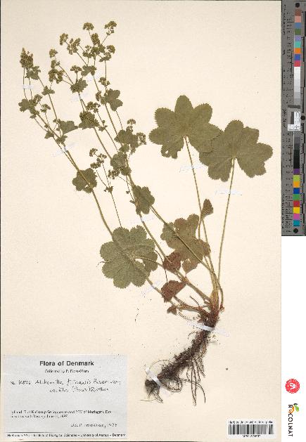 spécimen de Alchemilla filicaulis