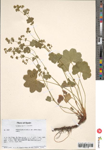 spécimen de Alchemilla filicaulis