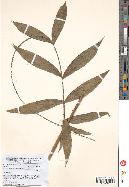 spécimen de Laccosperma sp.