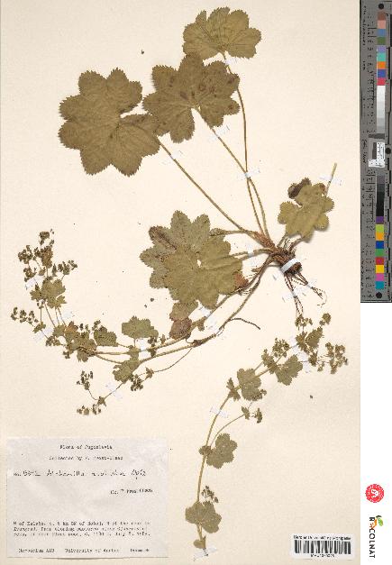 spécimen de Alchemilla acutiloba