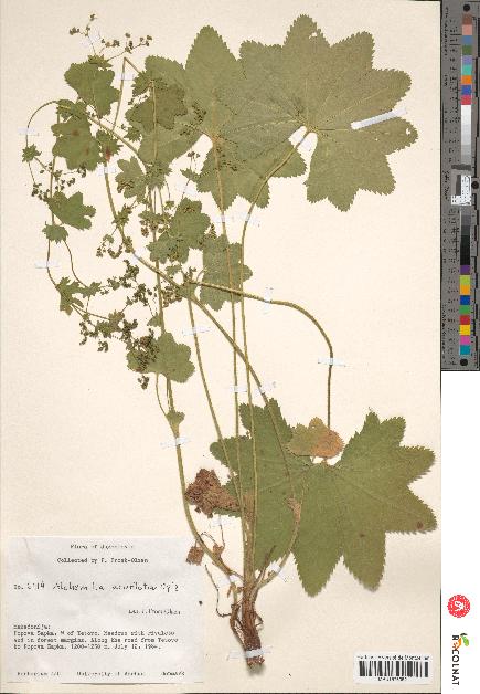 spécimen de Alchemilla acutiloba