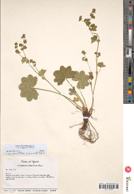 spécimen de Alchemilla hybrida