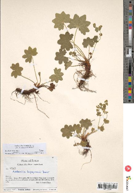 spécimen de Alchemilla hybrida