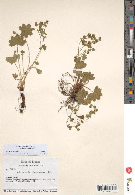 spécimen de Alchemilla hybrida