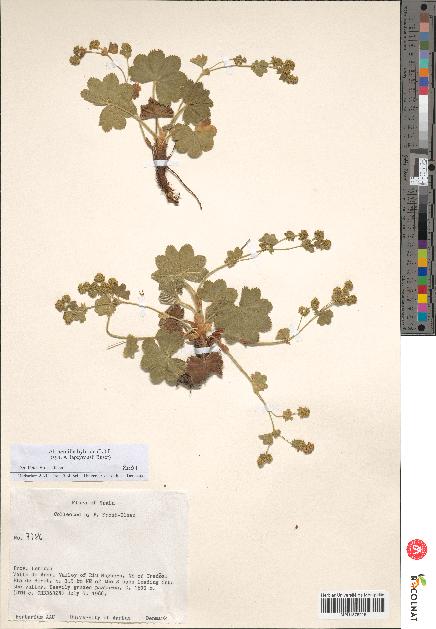 spécimen de Alchemilla hybrida