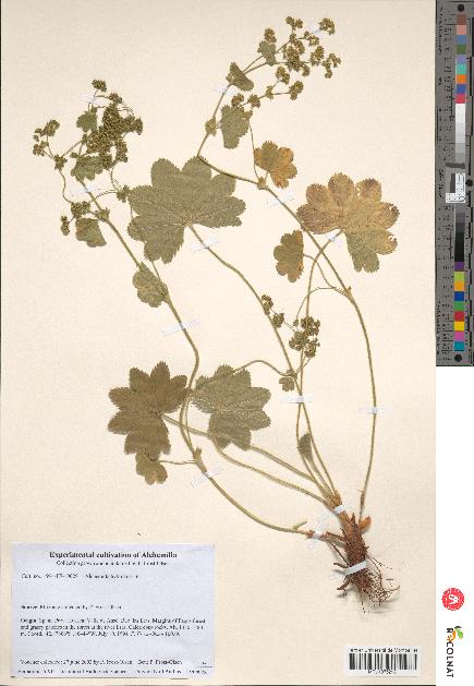 spécimen de Alchemilla hybrida