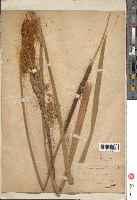 spécimen de Typha angustifolia