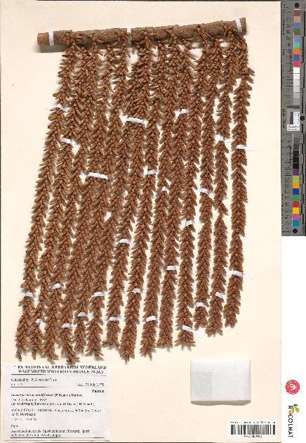 spécimen de Laccosperma secundiflorum
