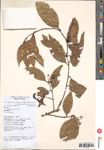 spécimen de Cinnamomum sp.