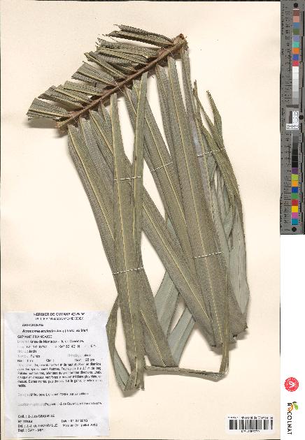 spécimen de Acrocomia aculeata