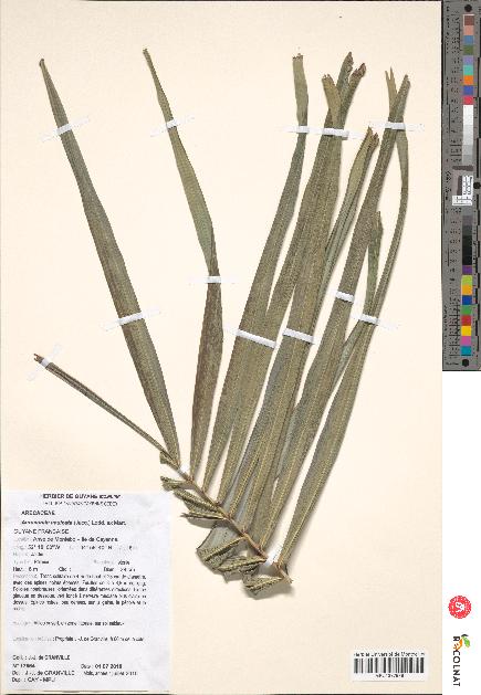 spécimen de Acrocomia aculeata