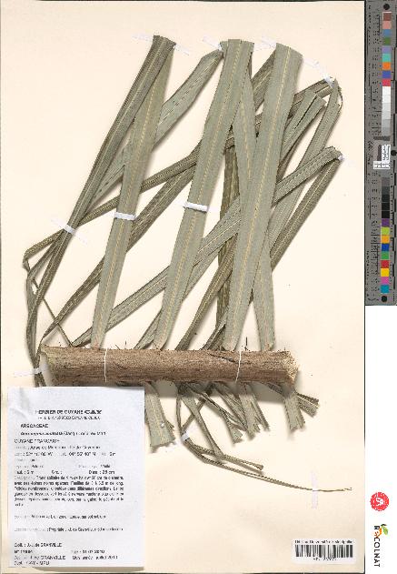 spécimen de Acrocomia aculeata
