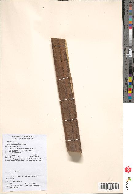 spécimen de Manicaria saccifera