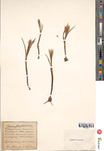 spécimen de Crocus heuffelianus