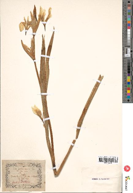 spécimen de Iris pseudacorus