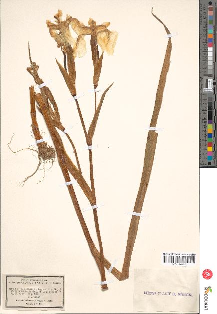 spécimen de Iris pseudacorus