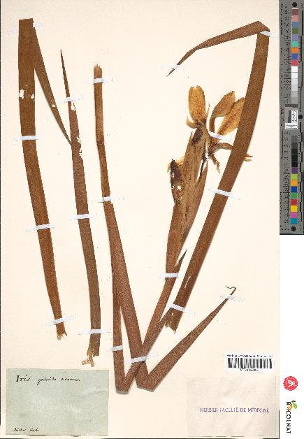 spécimen de Iris pseudacorus