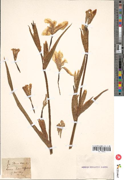 spécimen de Iris pseudacorus