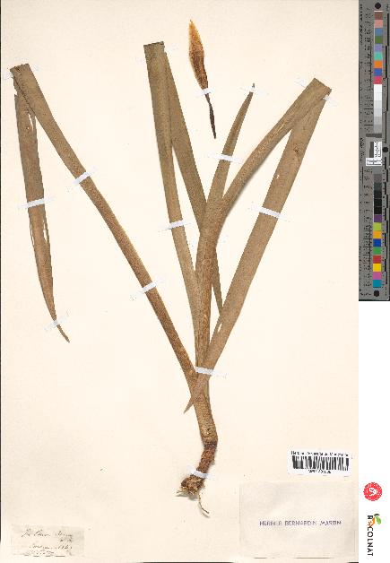 spécimen de Iris pseudacorus