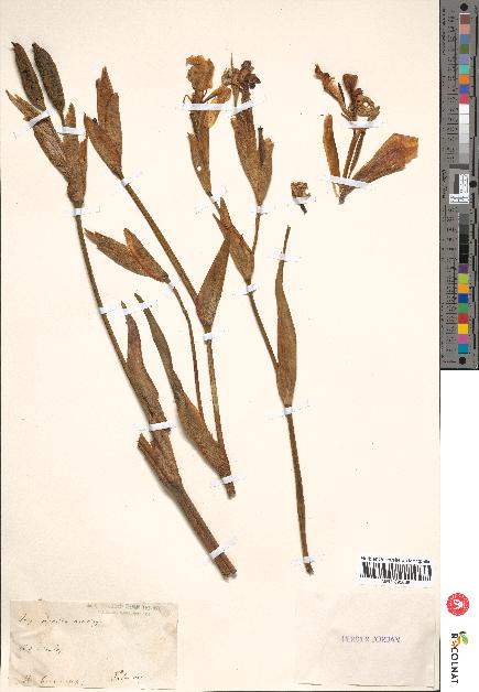 spécimen de Iris pseudacorus