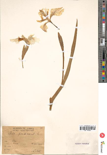 spécimen de Iris pseudacorus