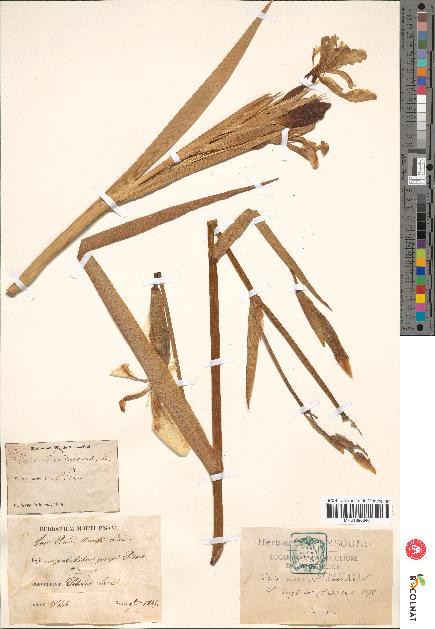 spécimen de Iris pseudacorus