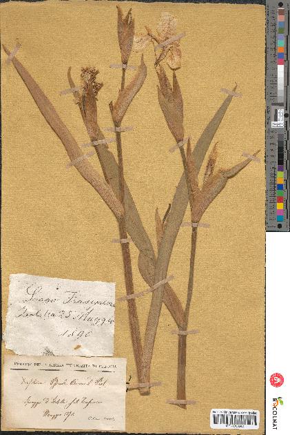 spécimen de Iris pseudacorus