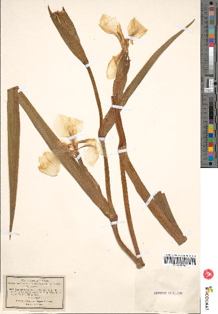 spécimen de Iris pseudacorus