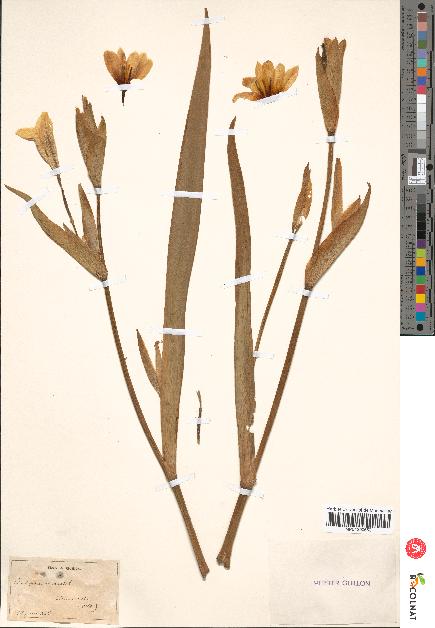 spécimen de Iris pseudacorus