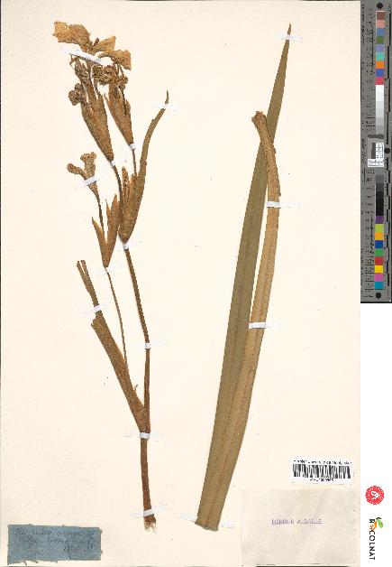 spécimen de Iris pseudacorus