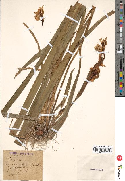 spécimen de Iris pseudacorus