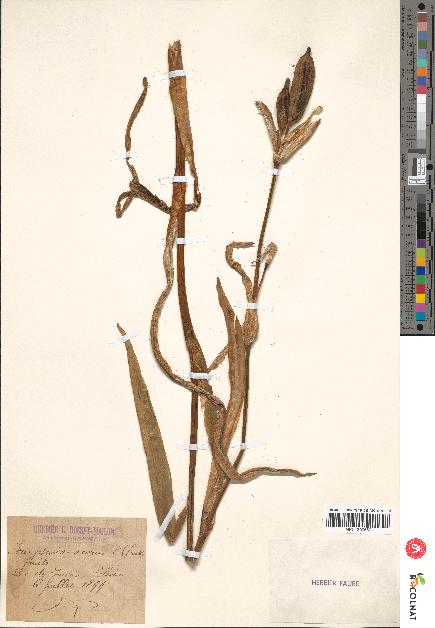 spécimen de Iris pseudacorus