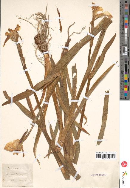 spécimen de Iris pseudacorus