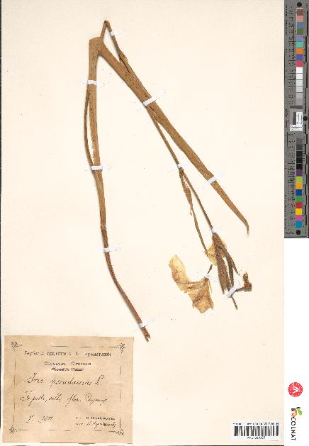 spécimen de Iris pseudacorus