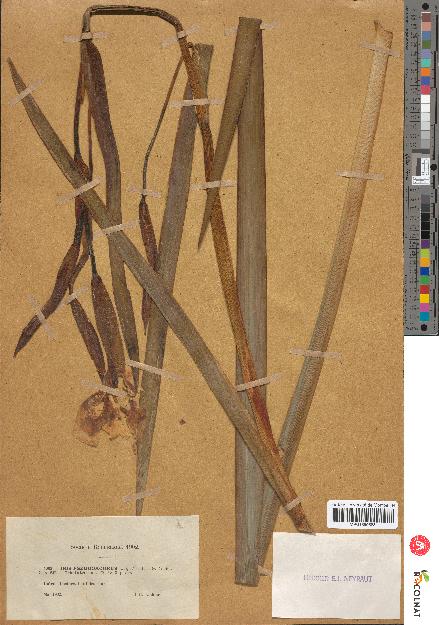 spécimen de Iris pseudacorus