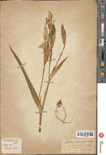 spécimen de Iris pseudacorus