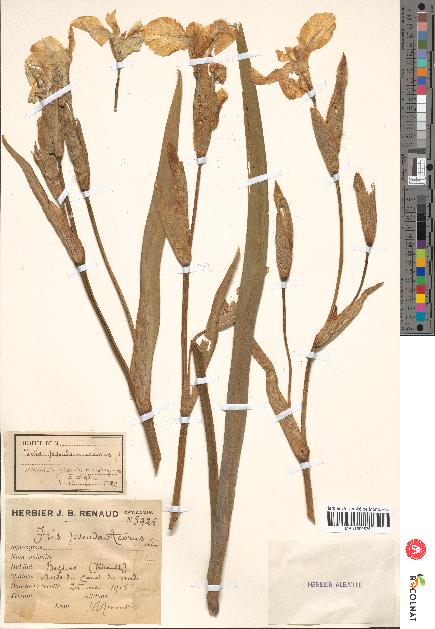 spécimen de Iris pseudacorus