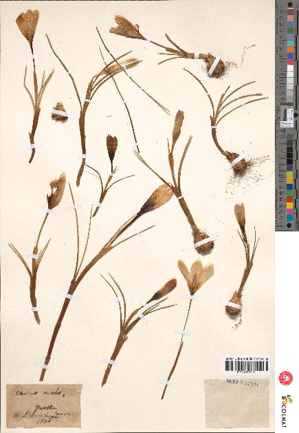 spécimen de Crocus varius
