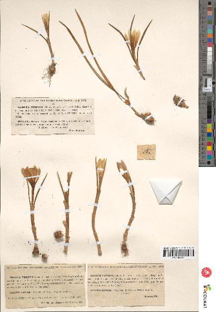 spécimen de Crocus vernus