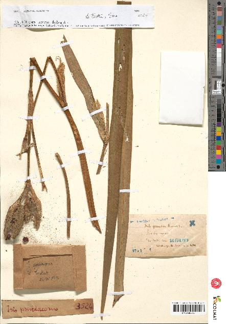 spécimen de Iris pseudacorus